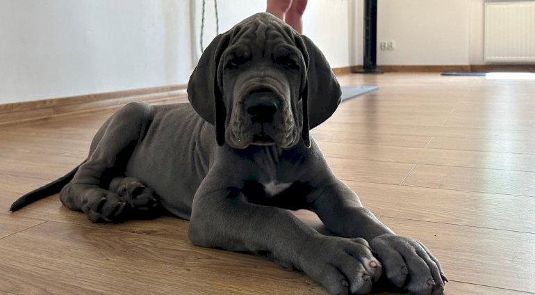 Puppy joga 1