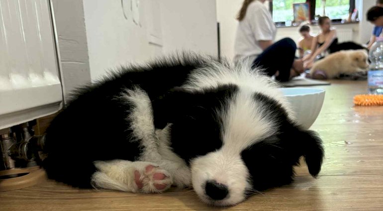 Puppy joga