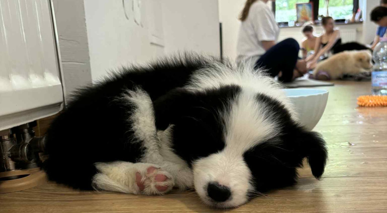Puppy joga