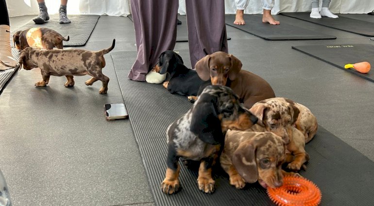 Puppy joga 2