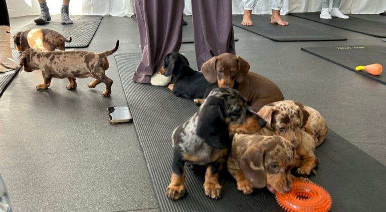 Puppy joga 2