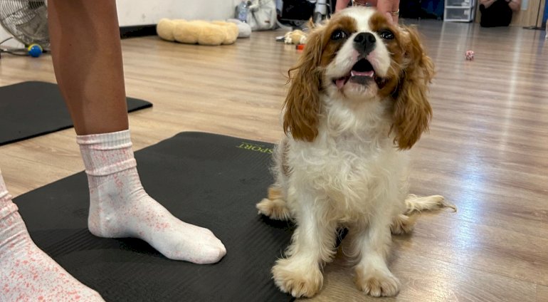 Puppy joga 4