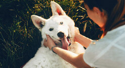 kobieta trzyma pysk uśmiechniętego białego psa