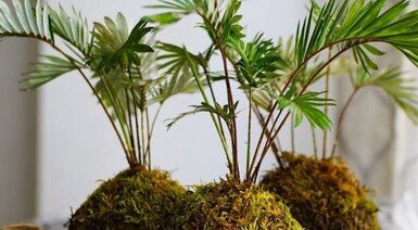 Kokedama – stwórz własny wiszący ogród - Warszawa