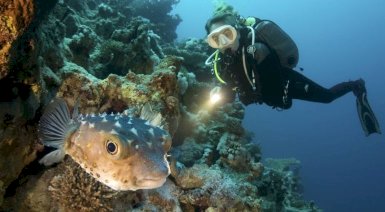 Kurs nurkowania (PADI/SSI/PSAI/SDI/IDF) - Częstochowa