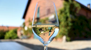 Zwiedzanie Winnic Jaworek z degustacją - Miękinia (z przekąskami)