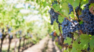 Wieczór panieński z degustacją win - Winnica Trzebnicka