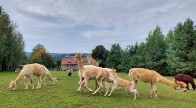 Rodzinne spotkanie z Alpaką - Jelenia Góra (Proszówka, 2 osoby)